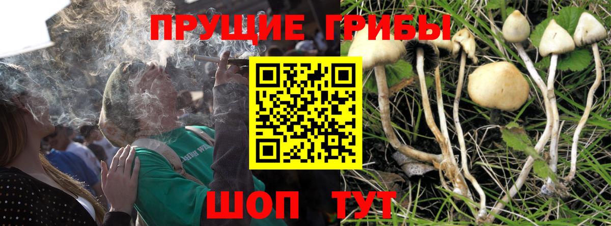 Южноуральск  Псилоцибиновые грибы прущие грибы  Вход с VPN 